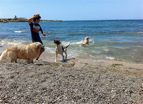 Hunde am Strand